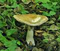 Cortinarius_praestans_bv2561