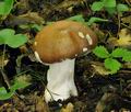 Cortinarius_praestans_bv2569