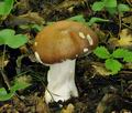 Cortinarius_praestans_bv2569