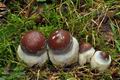 Cortinarius_praestans_bv2742