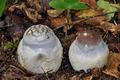 Cortinarius_praestans_bv2774