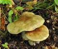 Cortinarius_prasinocyaneus_bv2509