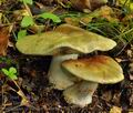 Cortinarius_prasinocyaneus_bv2520