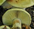 Cortinarius_prasinocyaneus_bv2525