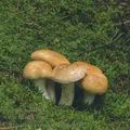 Cortinarius_pseudocrassus_ai9751