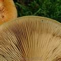 Cortinarius_pseudocrassus_ai9760