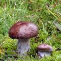 Cortinarius_purpurascens_aj0196
