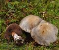 Cortinarius_purpurascens_bm7922