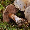 Cortinarius_purpurascens_bm7927