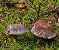 Cortinarius_purpurascens_bm7937