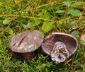 Cortinarius_purpurascens_bm7945