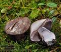 Cortinarius_purpurascens_bm7949