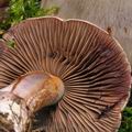 Cortinarius_purpurascens_bm7953