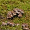 Cortinarius_purpurascens_bm8045