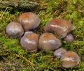 Cortinarius_purpurascens_bm8048