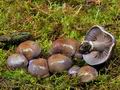 Cortinarius_purpurascens_bm8054