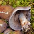 Cortinarius_purpurascens_bm8061