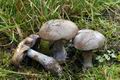 Cortinarius_purpurascens_largusoides_cr5721