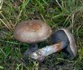 Cortinarius_purpurascens_largusoides_cr5724s