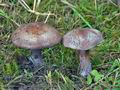 Cortinarius_purpurascens_largusoides_cr5733s