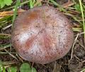 Cortinarius_purpurascens_largusoides_cr5738s