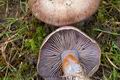 Cortinarius_purpurascens_largusoides_cr5744s