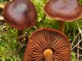 Cortinarius_purpureus_ca3565