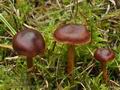 Cortinarius_purpureus_ca3567