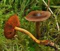 Cortinarius_purpureus_ca3575