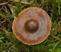 Cortinarius_purpureus_ca3584