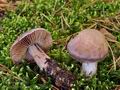 Cortinarius_quarciticus_bv5996