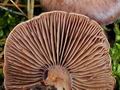 Cortinarius_quarciticus_bv6009