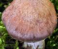 Cortinarius_quarciticus_bv6011