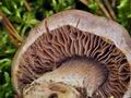 Cortinarius_quarciticus_bv6018