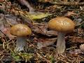 Cortinarius_riederi_bv5623