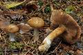 Cortinarius_riederi_bv5628