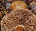 Cortinarius_riederi_bv5634
