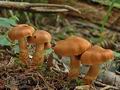 Cortinarius_rubellus_ac1021