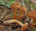 Cortinarius_rubellus_ac1028