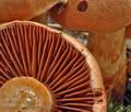 Cortinarius_rubellus_ac1031