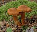 Cortinarius_rubellus_ac1033