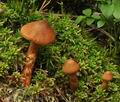 Cortinarius_rubellus_bo2537