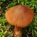 Cortinarius_rubellus_bo2546
