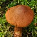 Cortinarius_rubellus_bo2546