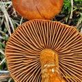 Cortinarius_rubellus_bo2554