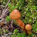 Cortinarius_rubellus_bo2559