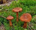 Cortinarius_rubellus_bo6504