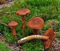 Cortinarius_rubellus_bo6510