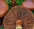 Cortinarius_rubellus_bo6512