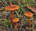 Cortinarius_rubellus_bv1241